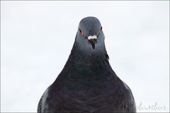 Columba livia domestica