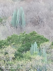 Pachycereus weberi