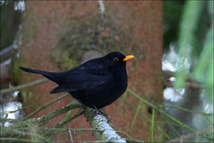 Turdus merula