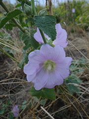 Alcea heldreichii