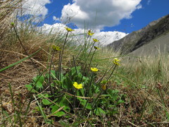 Ranunculus multiscapus