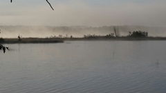 Podilymbus podiceps