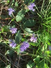 Ceanothus diversifolius