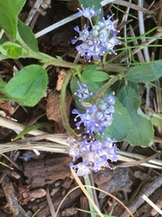 Ceanothus diversifolius