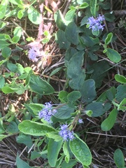 Ceanothus diversifolius