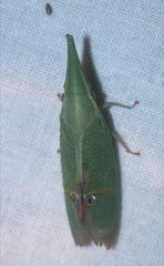 Odontoptera carrenoi