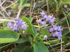 Ceanothus diversifolius