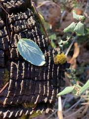 Ceanothus diversifolius