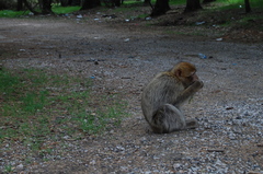 Macaca sylvanus
