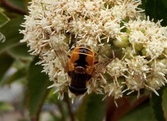 Eristalis bogotensis
