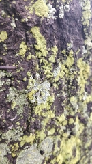 Physcia stellaris