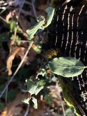 Ceanothus diversifolius