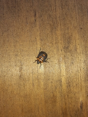 Comperocoris roehneri