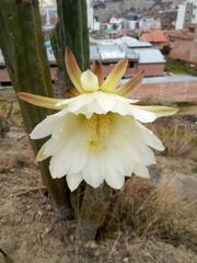 Trichocereus bridgesii