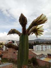 Trichocereus bridgesii