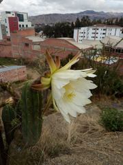 Trichocereus bridgesii