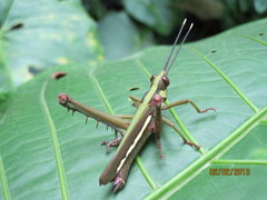 Aeolacris octomaculata
