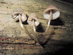 Mycena stipata