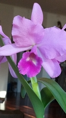 × Brassocattleya