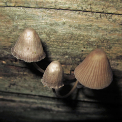 Mycena stipata