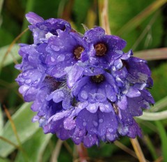 Primula glomerata