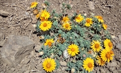 Chaetanthera glabrata