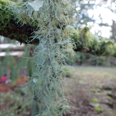 Usnea quasirigida