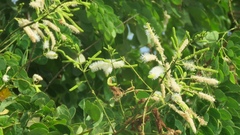 Mimosa caesalpiniifolia