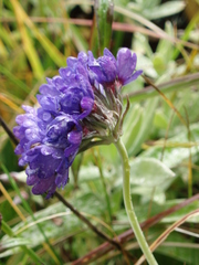 Primula glomerata