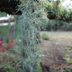Usnea quasirigida