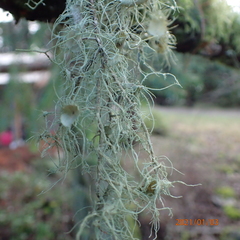 Usnea quasirigida