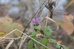 Lamium maculatum