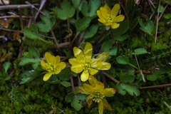 Ranunculus multiscapus