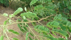 Mimosa caesalpiniifolia