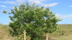 Mimosa caesalpiniifolia