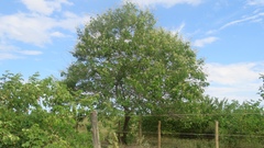 Mimosa caesalpiniifolia