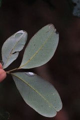 Guioa semiglauca