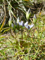 Lomatogonium carinthiacum