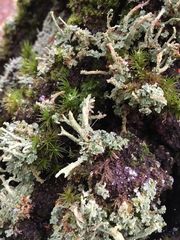 Cladonia polydactyla