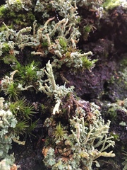 Cladonia polydactyla