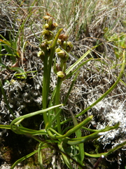 Chamorchis alpina