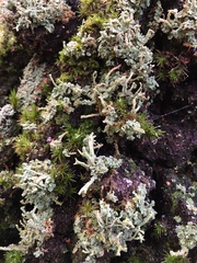 Cladonia polydactyla