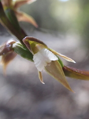Prasophyllum truncatum