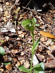 Pterostylis scabrida