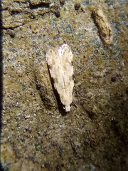 Endophthora omogramma