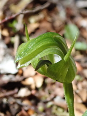 Pterostylis scabrida