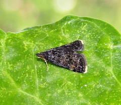 Heliothela wulfeniana