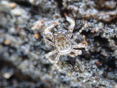 Petrocheles spinosus