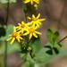 Forest Groundsel - Photo (c) Reiner Richter, some rights reserved (CC BY-NC-SA), uploaded by Reiner Richter