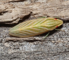 Coelogypona venosella